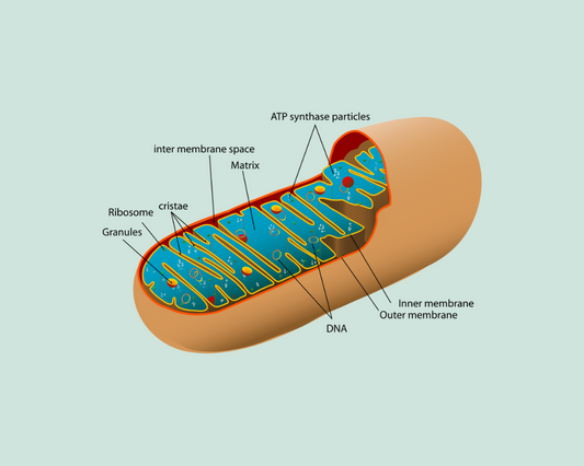 NAD+, Mitochondria & Telomeres: The Cellular Trio Behind Healthy Aging