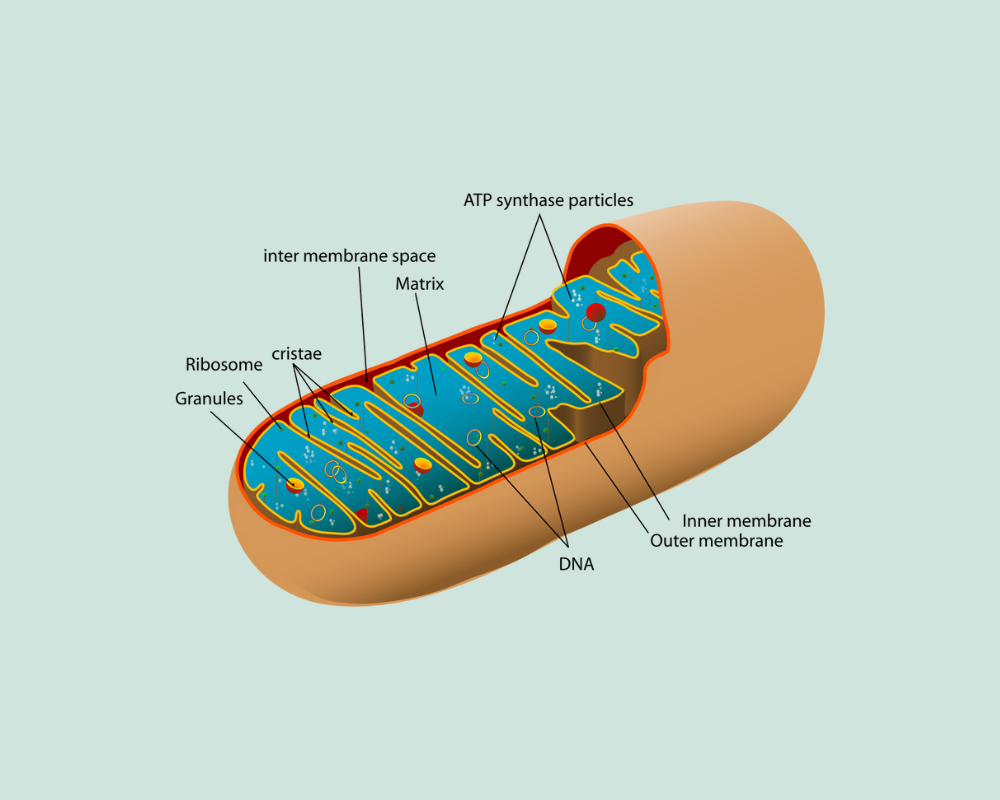 NAD+, Mitochondria & Telomeres: The Cellular Trio Behind Healthy Aging