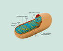 NAD+, Mitochondria & Telomeres: The Cellular Trio Behind Healthy Aging